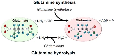 Dietary glutamate becomes glutamine