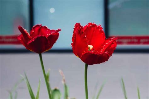 Red Tulip Meaning and Symbolism (Love & Wealth)