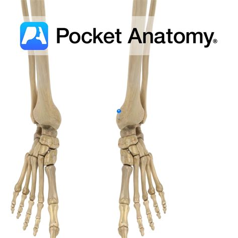 Tibia - medial malleolus - Pocket Anatomy