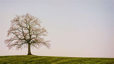 Beautiful Lonely Tree Background For PowerPoint, Google Slide Templates ...