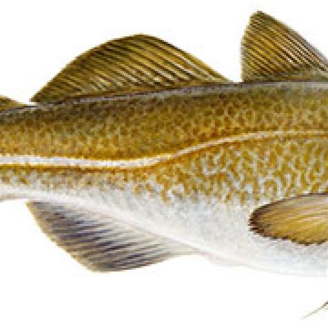 Atlantic cod (Gadus morhua) - DRYFISH ICELAND