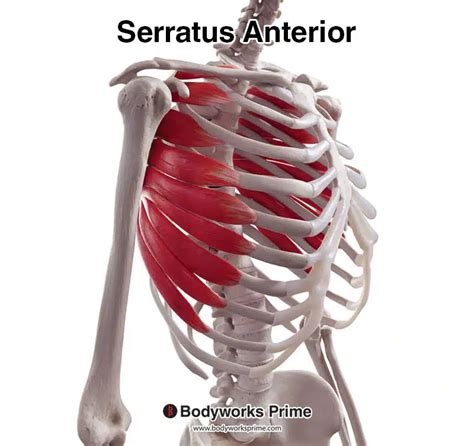 Serratus Anterior Muscle Anatomy - Bodyworks Prime