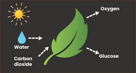 Reactants And Products Of Photosynthesis