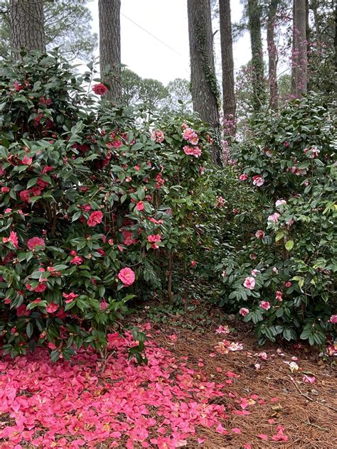 Jardín de camelia histórico en Virginia