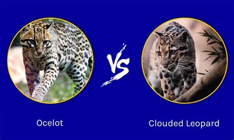 Ocelot vs Clouded Leopard: What are the Differences? - A-Z Animals