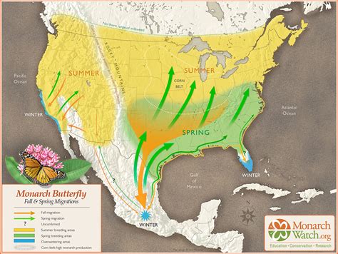 Monarch Watch : Migration & Tagging : Fall Migration