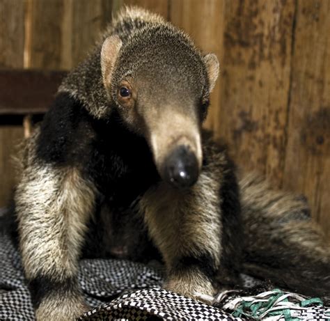 Giant Anteater | Facts & New Photographs | The Wildlife