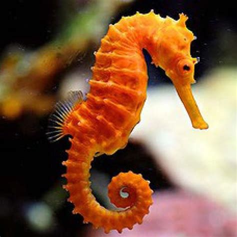 Meet the Seahorse — Coral Key Scuba and Travel Denver