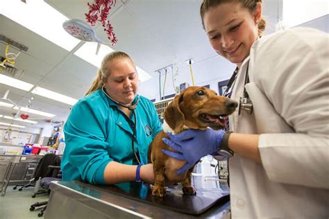 Purdue Veterinary Technology Program Ranked #1 | Purdue University ...