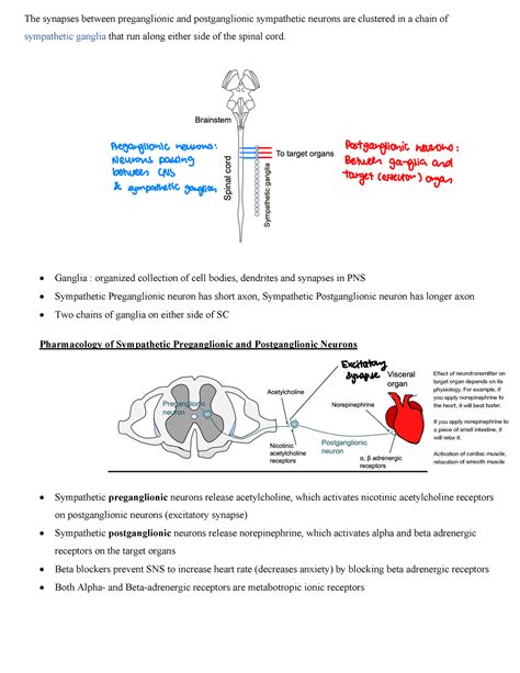 Preganglionic and postganglionic neurons - The synapses between ...