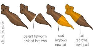 Regeneration in Asexual Reproduction – Eschooltoday