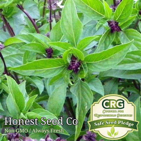 Cinnamon Basil Seeds - Honest Seed Co.