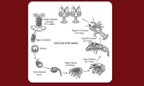 Lobster Life Cycle Diagram