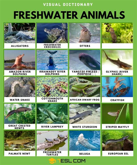 Freshwater Animals Names with Facts • 7ESL