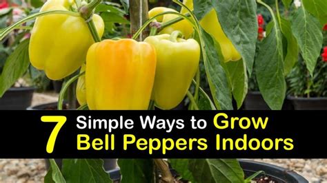 7 Simple Ways to Grow Bell Peppers Indoors