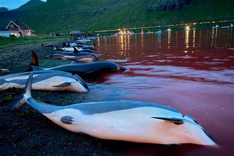 Faroe Islands limits annual dolphin hunt to 500 after more than 1,400 ...