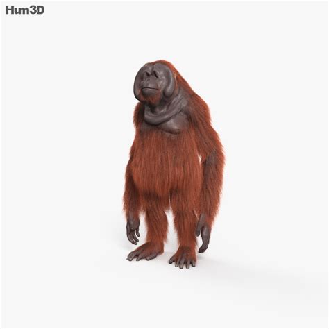 Orangutan HD 3D model - Animals on Hum3D