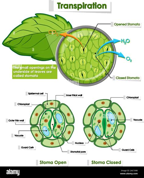 Leaf cell diagram graphic hi-res stock photography and images - Alamy