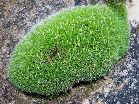 Grimmia sp. - on exposed rock in WA - ANBG Bryophyte website