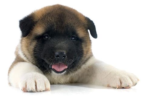 Akita Puppies For Sale