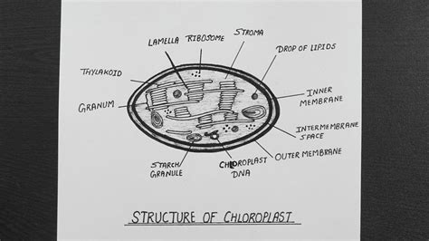 Chloroplast Diagram