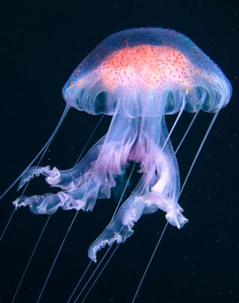 Pacific Sea Jellyfish | Jellyfish art, Jellyfish pictures, Jellyfish ...