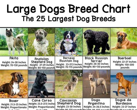 What Is Considered Large Breed Dog