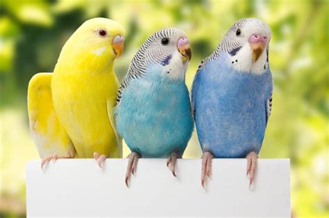 127 Budgie Names From Sweet to Lively | LoveToKnow Pets