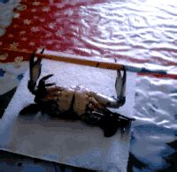 Dancing Crab Gif - memorabili-momento