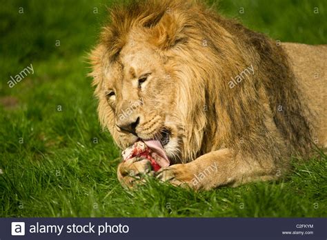 Lion Eating Meat Stock Photos & Lion Eating Meat Stock Images - Alamy