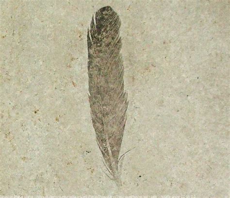 First archaeopteryx feather fossil from Solnhofen