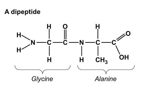 Dipeptide - Alchetron, The Free Social Encyclopedia