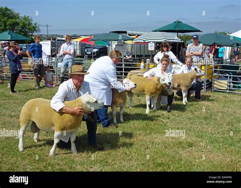 Showing Beltex sheep at the Stithians farming and agricultural show in ...