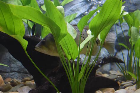 The Ultimate Guide to Amazon Sword Aquarium Plants