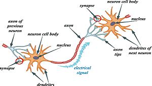 Nodes of Ranvier: Function and Definition - Video & Lesson Transcript ...