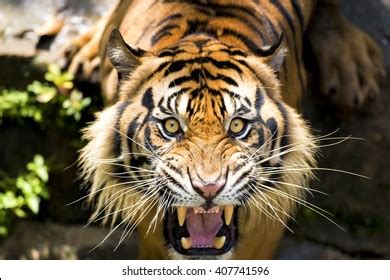 Sumatran Tiger Final Roar Stock Photo 407741596 | Shutterstock