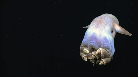 54 Interesting Facts About Dumbo Octopus - Animal Hype