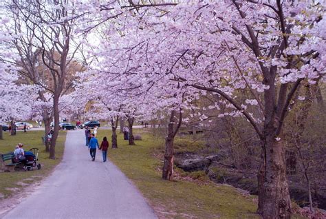 toronto +"high park" cherry blossoms 2015 -japan -china - Google Search ...