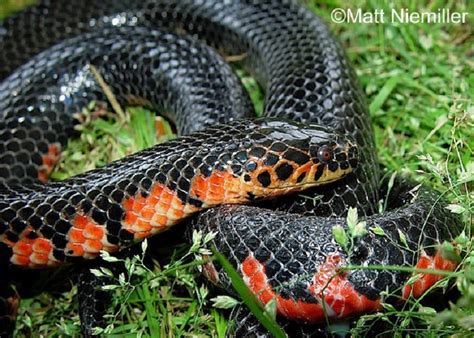 Red-bellied Mudsnake | State of Tennessee, Wildlife Resources Agency