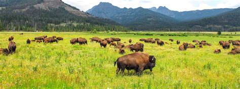 American Bison Facts | Learn About Buffalo | Buffalo Billfold Company