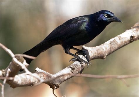 Common Grackle | Audubon Field Guide