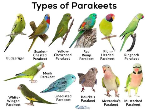 How Do Parakeets Mate? (Parakeets Breeding) (2023)