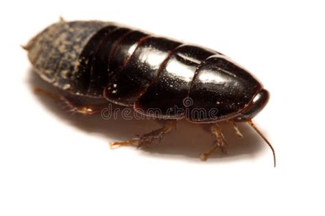 Australian Giant Burrowing Cockroach On White Background Stock Photo ...