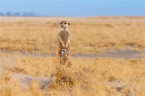 Cute Meerkat Images And Fun Facts - Pictures of Meerkats In The Wild