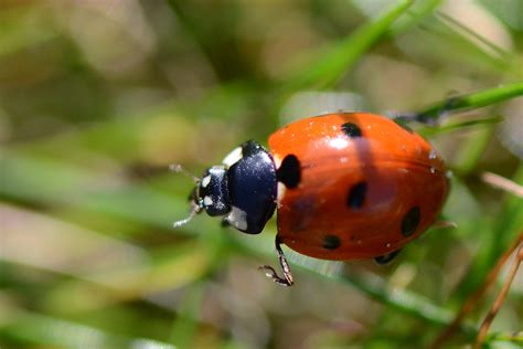 Ladybug | Lieveheersbeestje | Alias 0591 | Flickr