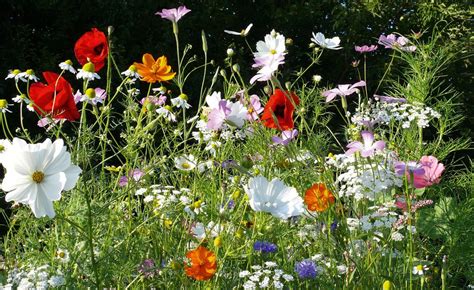 How to grow a wildflower meadow | Real Homes