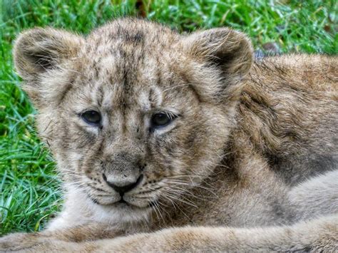 Lion cub | One of the Asiatic Lion cubs at Diergaarde Blijdo… | Flickr