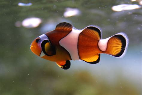 Clown Fish - AnimalCareSheets