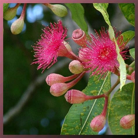 Pink Flowering Gum | Flowering tree. in Brisbane, Australia.… | Flickr