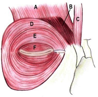 Inner Eyelid Anatomy - Anatomy Book